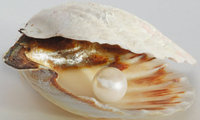 Perle - Muschel mit Perle