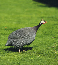 Perlhuhn Perlhuhn