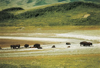Prärie - Bisons in der Prärie Prärie - Bisons in der Prärie