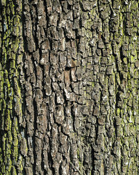 Duden Rinde Rechtschreibung, Bedeutung, Definition, Herkunft