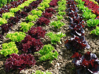 Salatpflanze - Salatpflanzen auf einem Feld