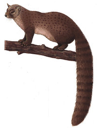 Schleichkatze Schleichkatze