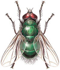 Schmeißfliege Schmeißfliege