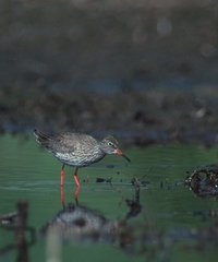 Schnepfenvogel Schnepfenvogel