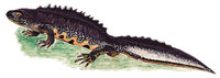 Schwanzlurch Schwanzlurch