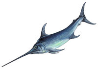 Schwertfisch Schwertfisch