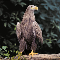 Seeadler Seeadler