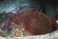 Seeigel Seeigel