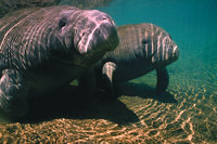 Seekuh - Seekühe unter Wasser Seekuh - Seekühe unter Wasser