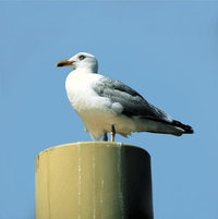 Silbermöwe Silbermöwe