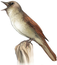 Singvogel Singvogel