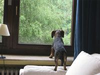 Sohlbank - Ein kleiner Hund stützt sich auf einer Sohlbank ab