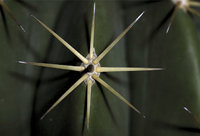 Stachel - Stacheln eines Kaktus