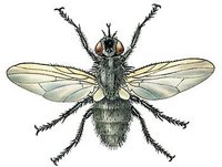 Stechfliege Stechfliege