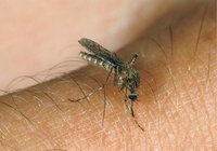 Stechmücke - Stechmücke auf der Haut eines Menschen