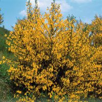 Strauch - Blühender Strauch Strauch - Blühender Strauch