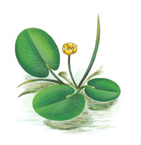 Teichrose Teichrose