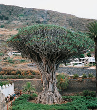 Teneriffa - Landschaft (mit Drachenbaum) auf Teneriffa Teneriffa - Landschaft (mit Drachenbaum) auf Teneriffa