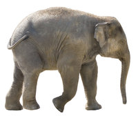 Tierkörper - Der Elefant als Beispiel eines Tierkörpers