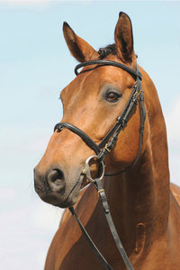 Trensenring - Ein Pferd mit Trensenzaum, an dessen Trensenringe die Zügel befestigt sind