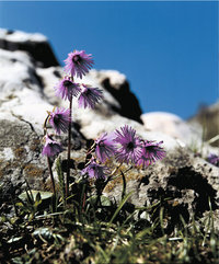 Troddelblume Troddelblume