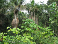 Tropenpflanze - Palmen