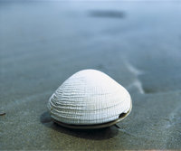 Venusmuschel Venusmuschel