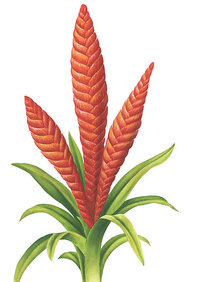 Vriesea Vriesea