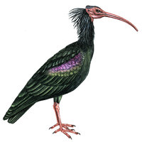 Waldrapp Waldrapp