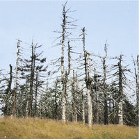 Waldsterben Waldsterben