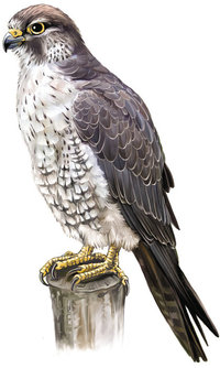 Wanderfalke Wanderfalke