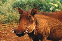 Warzenschwein Warzenschwein