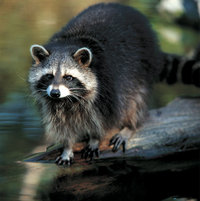 Waschbär Waschbär