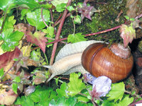 Weinbergschnecke Weinbergschnecke