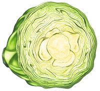 Weißkohl Weißkohl