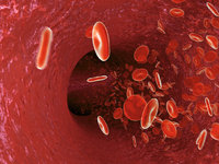 Zelle - Blutzellen