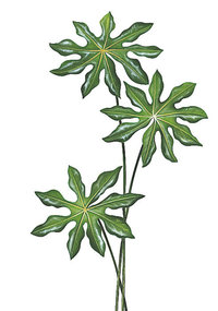 Zimmeraralie Zimmeraralie