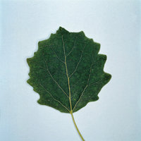 Zitterpappel - Blatt einer Zitterpappel Zitterpappel - Blatt einer Zitterpappel