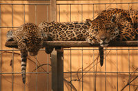 Zootier - Leoparden im Zoo